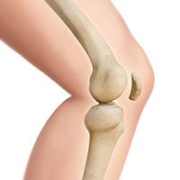 Knee