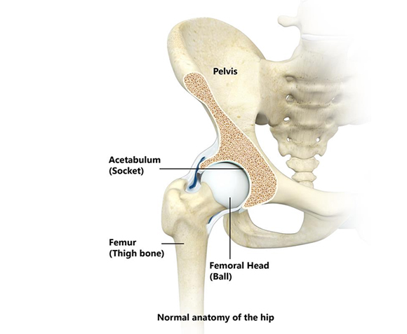Hip Anatomy