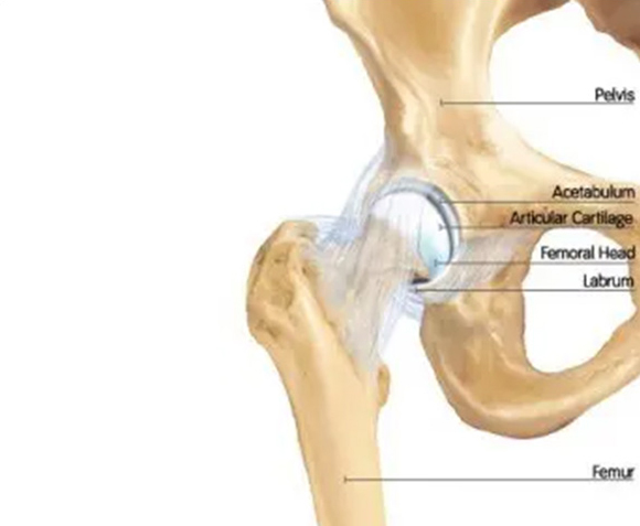 Hip Anatomy - 3 - Educational Photo