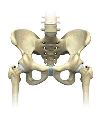 Hip Anatomy - 4 - Educational Photo