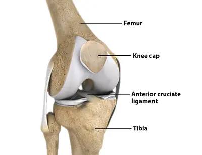Knee