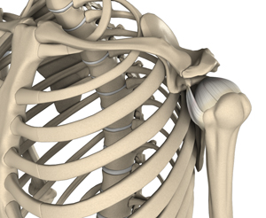 Shoulder Anatomy - Picture