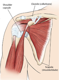 Body Almanac img