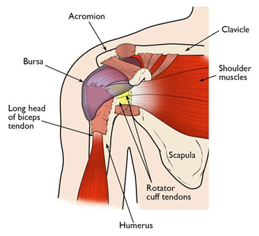 Body Almanac img