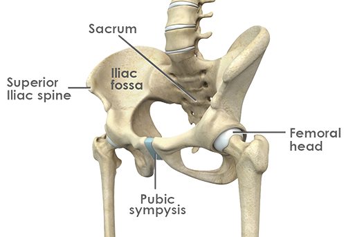 Hip Anatomy - OSD