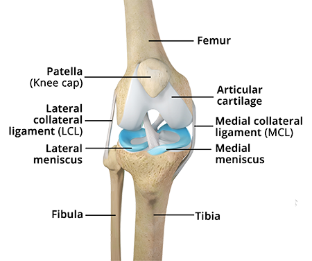 Knee Anatomy - OSD