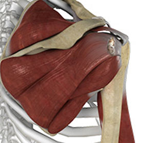 Shoulder Ligament Injuries img