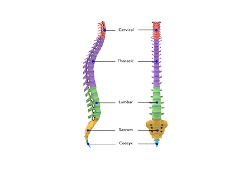 Spine Anatomy - OSD
