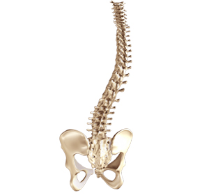 Spine Deformities img