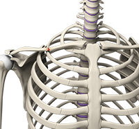Clavicle Fracture (Broken Collarbone)