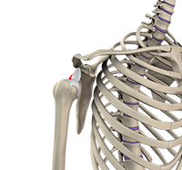 Shoulder Instability