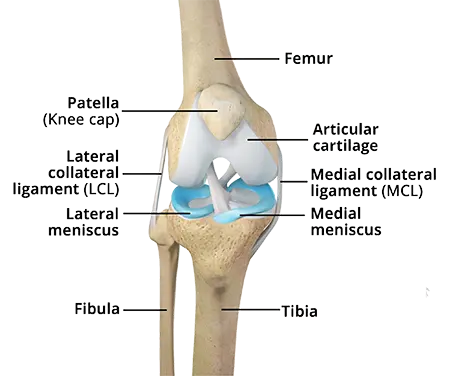 Knee Anatomy