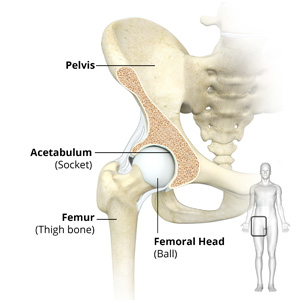 Hip Anatomy - Educational Picture