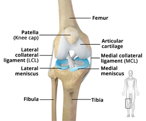 Knee Anatomy - Educational Picture
