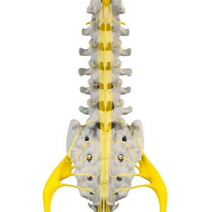 Spinal Cord Injury
