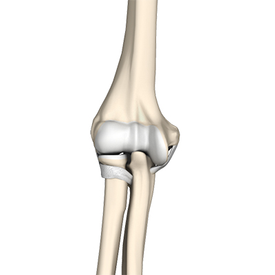 elbow anatomy