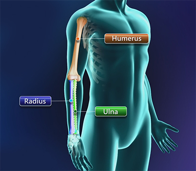 elbow anatomy