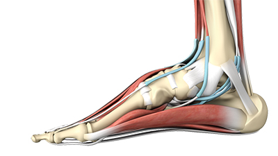 Normal Anatomy of the Foot and Ankle