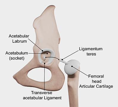 Cartilage defects