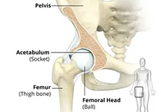 Hip Anatomy