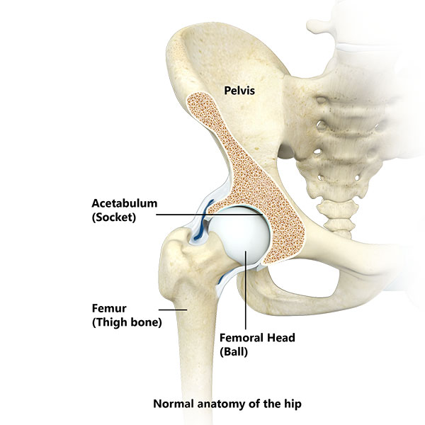 Understanding the Anatomy of the Hip Joint