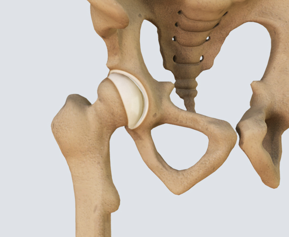Hip Basics