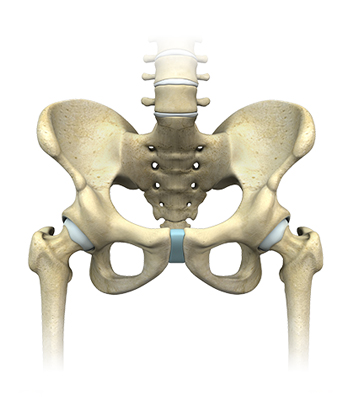 Hip Anatomy