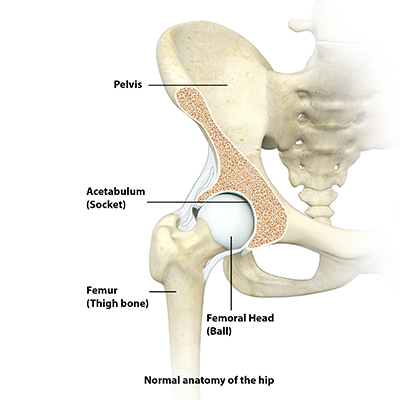 Hip Anatomy