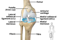 Knee Anatomy