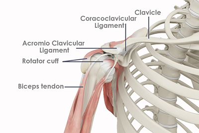 Shoulder Anatomy