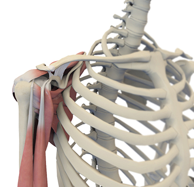 Shoulder Anatomy