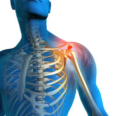 Shoulder Anatomy