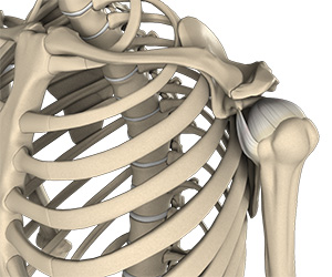 Shoulder Anatomy