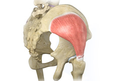 Picture of Hip Abductor Tears