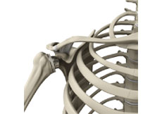 Picture of Reverse Shoulder Replacement