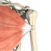 Pectoralis Major Tears/Repairs