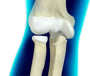 Elbow Anatomy