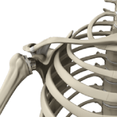 Reverse Shoulder Replacement