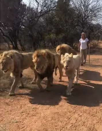 Lions Africa1