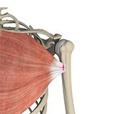 pectoralis-major-tears