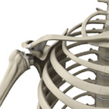 reverse-shoulder-replacement