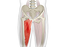 Groin Injuries in Athletes