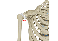 Posterior Shoulder Instability