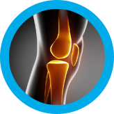 Knee