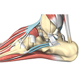 Ankle Ligament Reconstruction