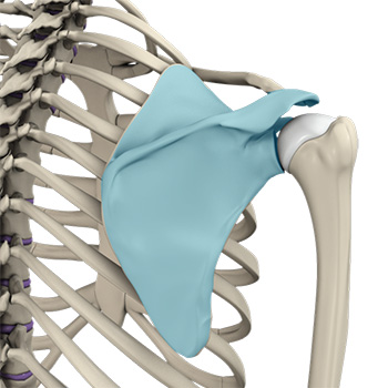 Snapping Scapula