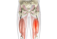 Chronic Hamstring Tendinopathy