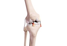 Terrible Triad Injuries