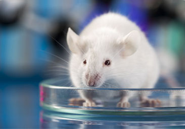 Cabotegravir PrEP Implant Might Prevent HIV for a Year