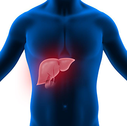 New Drug Candidate Reverses Metabolic Liver Disease and Fibrosis
